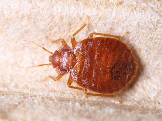 bed bug treatments los angeles