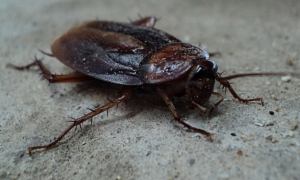 cockroach control of losangeles