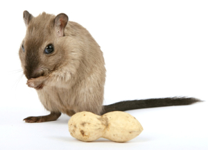top pest control of los angeles