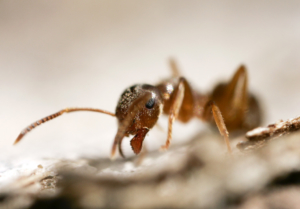 los angeles ant control solutions